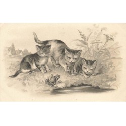 CHATS AF-DC489 CHATS AVEC UNE GRENOUILLE AU BORD DE LA MARE