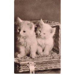 CHATS -MK39782 DEUX CHATONS BLANC DANS UN PANIER