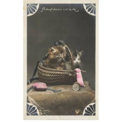 CHATS -MK39771 A DEUX DOUCE EST LA VIE CHHATONS PANIER