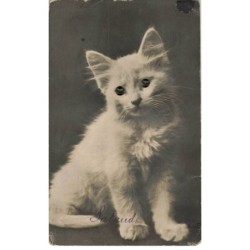 CHAT BLANC -32380 CAT KATZE BEAU CHAT BLANC AUX YEUX VERTS CARTE A SYSTEME PERLES