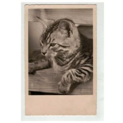 CHAT -17090 PORTRAIT DE CHAT TIGRE DANS UNE CAISSE