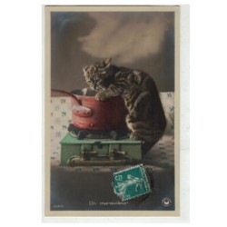CHAT -17119 CHAT DANS UNE CASSEROLE UN MARAUDEUR