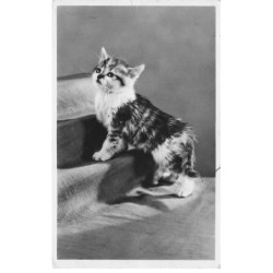 CHAT CHATONS CAT -27281 JOLI CHATON TIGRE SUR UN ESCALIER