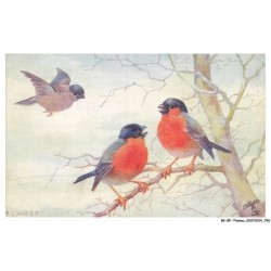 BK-BFP1-0380-ANIMAUX - Groupe d'oiseaux