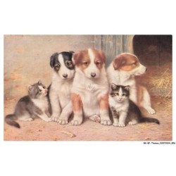 BK-BFP1-0430-ANIMAUX - Chatons et chiots