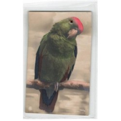 OISEAU -FG57232 PERRUCHE VERTE ET ROUGE CARTE A SYSTEME OEIL PERLE