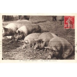 COCHONS -MK39595 UNE FAMILLE BIEN NOURRIE COCHONS