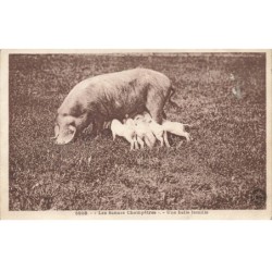 COCHONS -MK39593 LES SCENES CHAMPETRES UNE BELLE FAMILLE UNE TRUIE ET SES PETITS