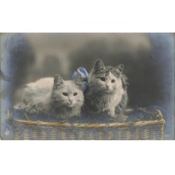 CHATS -MK39806 DEUX CHATS AUX YEUX VERTS SUR UN PANIER