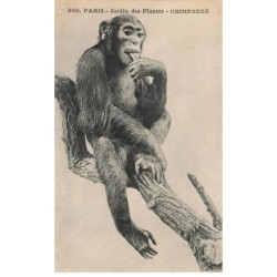 ANIMAUX  AO-AL000805 SINGES PARIS JARDIN DES PLANTES CHIMPANZE SUR UNE BRANCHE