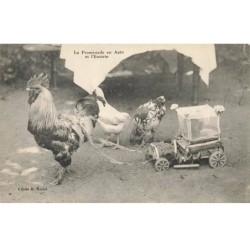 OISEAUX -MK39596 LA PROMENADE EN AUTO ET L ESCORTE POULES ET COQ