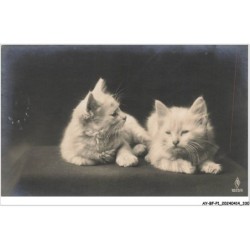 AY-BFP1-0166-CHAT - Deux chats blancs