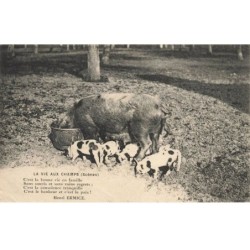 COCHONS -MK39594 LA VIE AUX CHAMPS UNE TRUIE ET SES BEBES