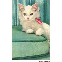 AY-BFP1-0169-CHAT - Chat BLANC
