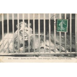 ANIMAUX  AO-AL000811 PHOTO D UN LION DANS UNE CAGE AU JARDIN DES PANTES A PARIS