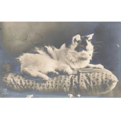 CHATS -MK34357 CHAT ALLONGE SUR UN OREILLER