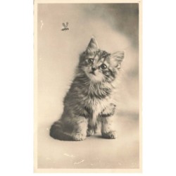 CHAT -35290 CHATS CAT KATZE BEAU CHATON ET INSECTE VOLANT ABEILLE
