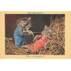 CHATS -MK39776 QUEL ESPRIT TAQUIN CHATONS HUMANISE
