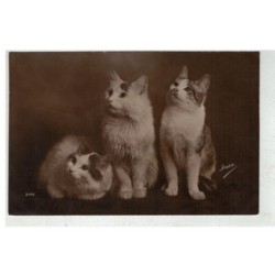 CHAT -17091 3 CHATS BLANC REGARDENT UN POINT