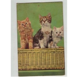 CHATS -MK34348 DES CHATS CHATONS ASSIS SUR UN PANIER AVEC SYSTEME MUSICAL