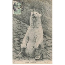 OURS -MK52847 JARDIN DES PLANTES MARTIN L OURS BLANC DANS LA FOSSE ZOO
