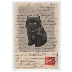 CHAT -17086 JOLI CHAT NOIR THE LITTLE LONE COON