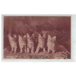 CHAT -17109 LECON DE MAINTIEN 5 CHATONS TIGRES