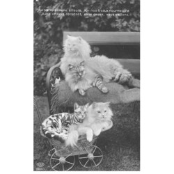 CHATS AC-MK900 CHATS BLANC ET TIGRE SUR UN CANAPE ET POUSSETTE