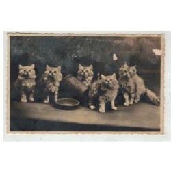 CHAT -17082 GROUPE DE CHATONS REGARDANT EN L AIR
