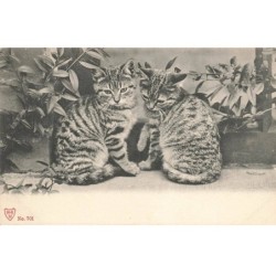 CHATS AI-DC932 CHATS PARMI DES FLEURS
