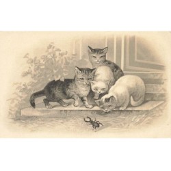 CHATS AI-DC936 CHATS JOUENT AVEC UN SCARABEE