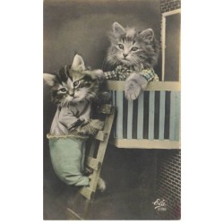 CHATS AG-MK052 DEUX CHATONS HABILLES