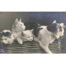 CHATS AC-MK889 CHATS DANS UN PANIER