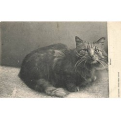 CHATS AC-MK937 UN CHAT MINET