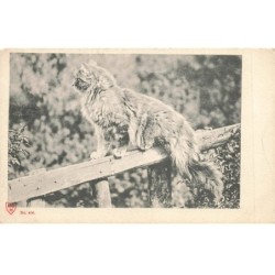 CHATS AC-MK917 CHAT A POILS SUR UNE BARRIERE