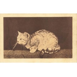 CHATS AC-MK939 UN CHAT