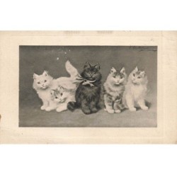 CHATS AC-MK877 DES CHATS BLANC ET UN CHAT NOIR