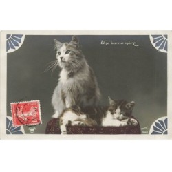 CHATS AC-MK933 UNE CHATTE ET SON CHATON ENDORMI