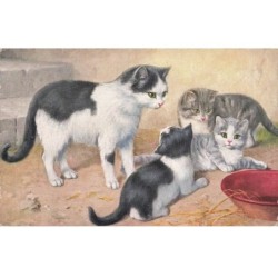 CHATS AC-MK941 CHATS BLANC ET NOIR ET TIGRE