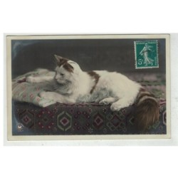CHAT -17120 SUPERBE CHAT SUR SON COUSSIN