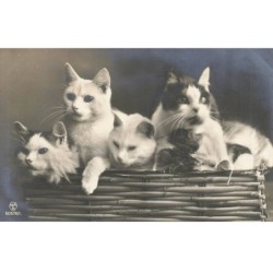 CHATS AC-MK885 QUATRE CHATS DANS UN PANIER