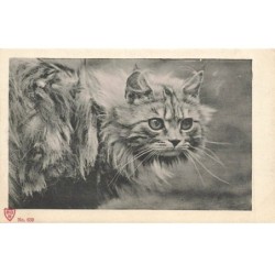 CHATS AC-MK938 UN CHAT A POILS