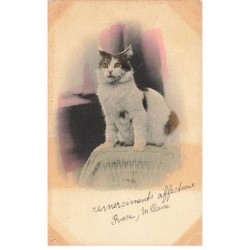 CHATS -MK40088 CHAT BLANC ET MARRON ASSIS YEUX JAUNE