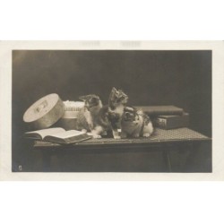 CHATS AG-MK020 CHATS SUR UNE TABLE LIVRES OUVERT