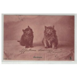 CHAT -17084 COUPLE DE CHATS NOIR SERENADE