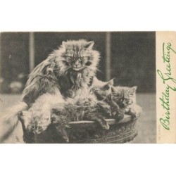 CHATS -MK40087 BIRTHDAY GREETINGS CHATTE ET CHATONS DANS UN PANIER