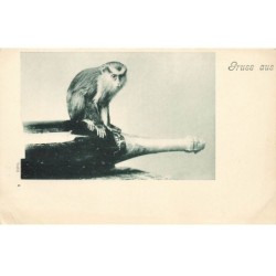 SINGE MONKEY -23079 GRUSS AUS OUISTITI SUR UNE BOUTEILLE DE CHAMPAGNE