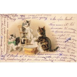 CHATS -MK40102 CHATS LAVAGE DES PATTES NOEUD PAPILLON VERT