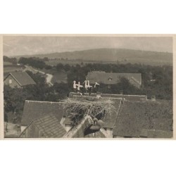OISEAUX AG-MK855 DES CIGOGNES DANS UN NID CARTE PHOTO