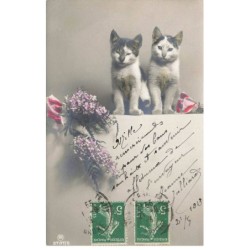 CHAT -35267 CHATS CAT KATZE 2 BEAUX CHATS